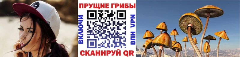 Галлюциногенные грибы Psilocybe где продают Советская Гавань